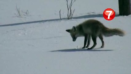 Tilki Avlanırken Böyle Görüntülendi