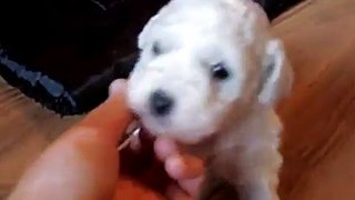 Bichon Frise Pups 4 Weeks Old Trying to Walk