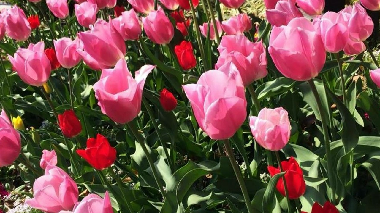 工藤静香　慟哭 ~ 単純愛　本当の嘘　中島みゆき　作曲