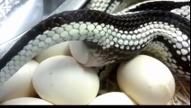 wao amazing snake is  laying eggs,it s amazing,you should watch,infoprovider