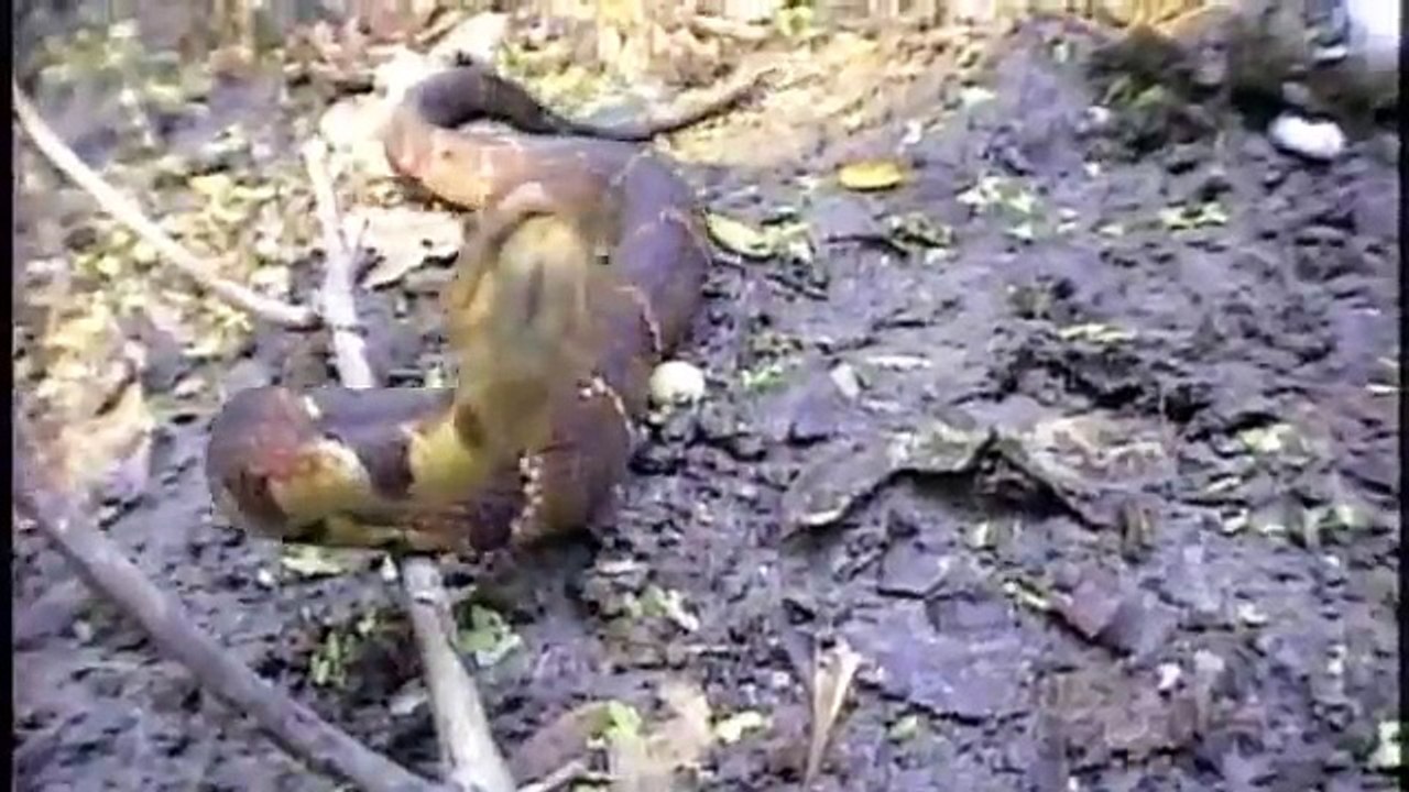 Broad-banded Watersnake
