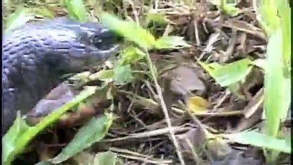 Clelia eats Bothrops Directors Cut