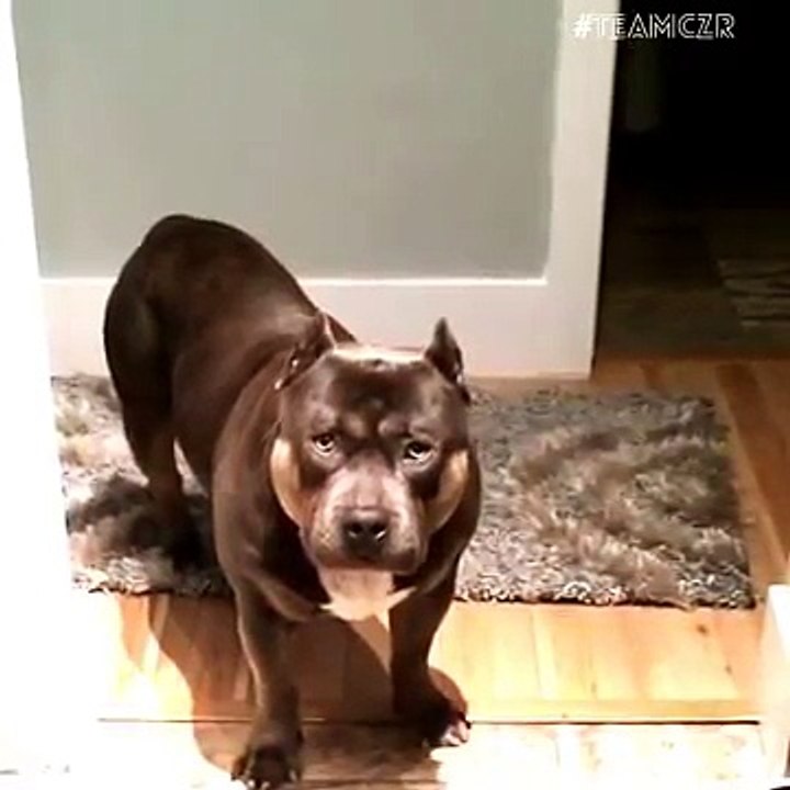 Amazing Funny Talking Dog Bully Pit Bull Compilation