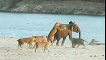Brave Baby Elephant Attacked By 14 Lions must watch n share