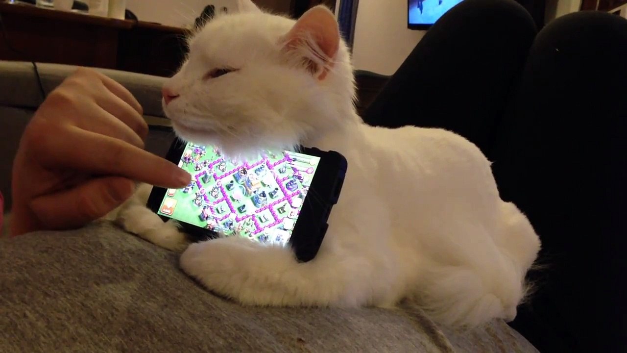 Un chaton en support iPhone : trop mignon !