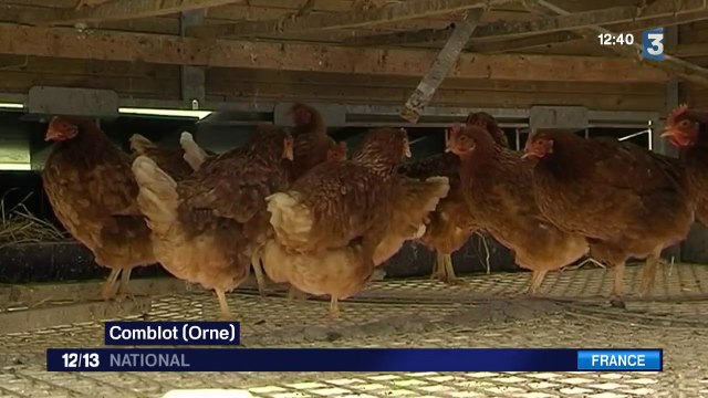 Des poules ont arrêté de pondre à cause des ondes électriques