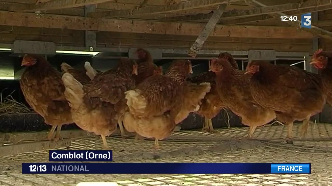 Des poules ont arrêté de pondre à cause des ondes électriques