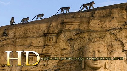 Monkey Kingdom 2015 Film En Entier Streaming Entièrement