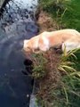 Topu suya düşen köpeğin inanılmaz mücadelesi