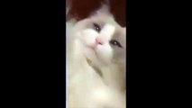 This cat has a hilarious reaction to having teeth brushed