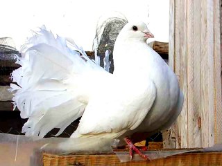 Robertino Loretti - La Paloma