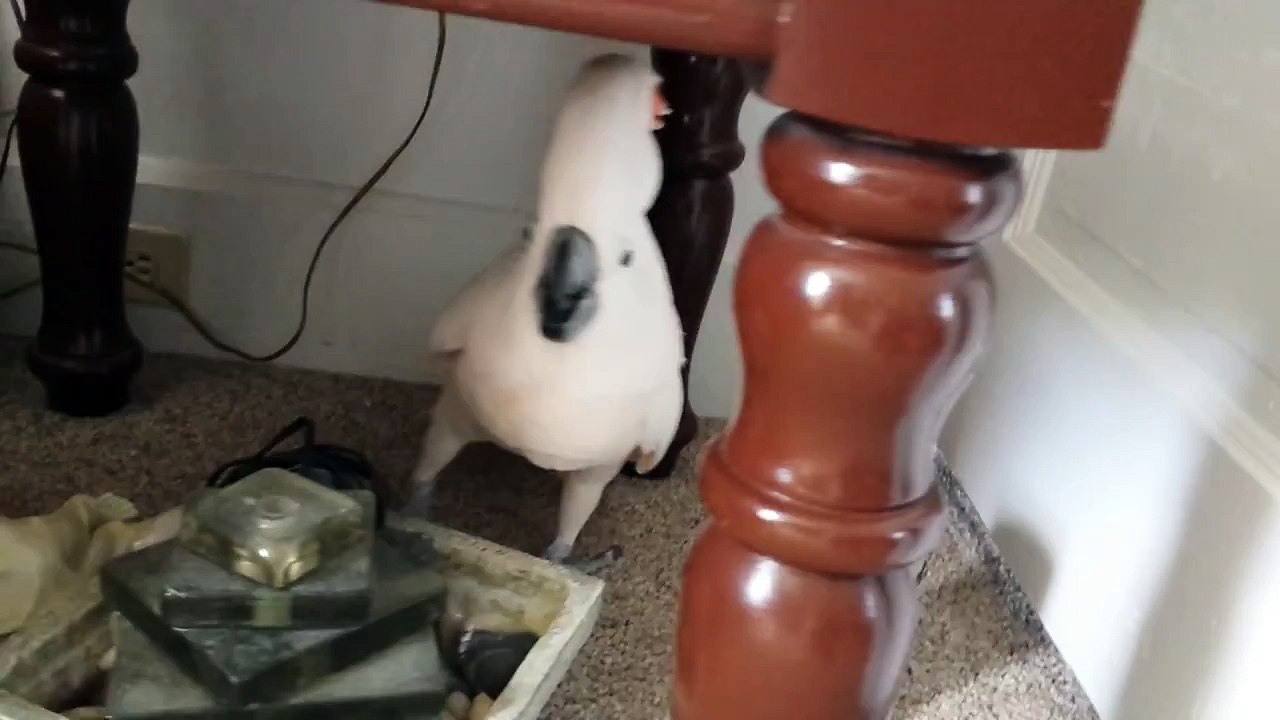 Un cacatoès pas content d'aller chez le vétérinaire