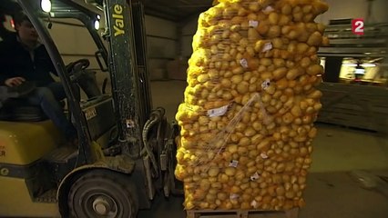 Année noire pour les producteurs de pommes de terre