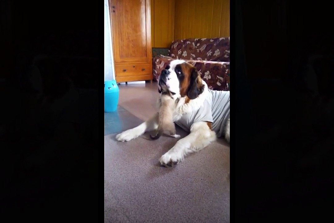 chaton vs Saint-Bernard