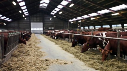 Barrit Dairy - A long tradition of cream cheese