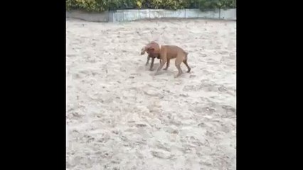 JOYCE ET KAÏA LE 28-02-2015