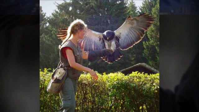 Birds of Prey - Raptor for Pest Bird Control
