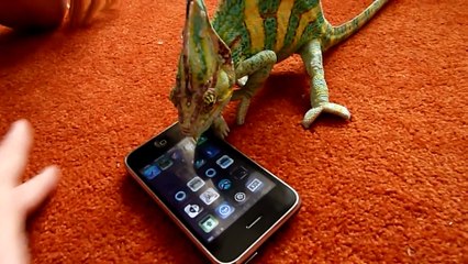 Shocked Chameleon vs iPhone - Funny !  Хамелеон испугался айфона !