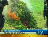 Más de cinco mil plantas de amapola fueron destruidas en Imbabura