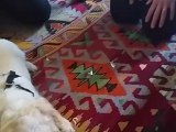 Excited Dog Opens His Own Present