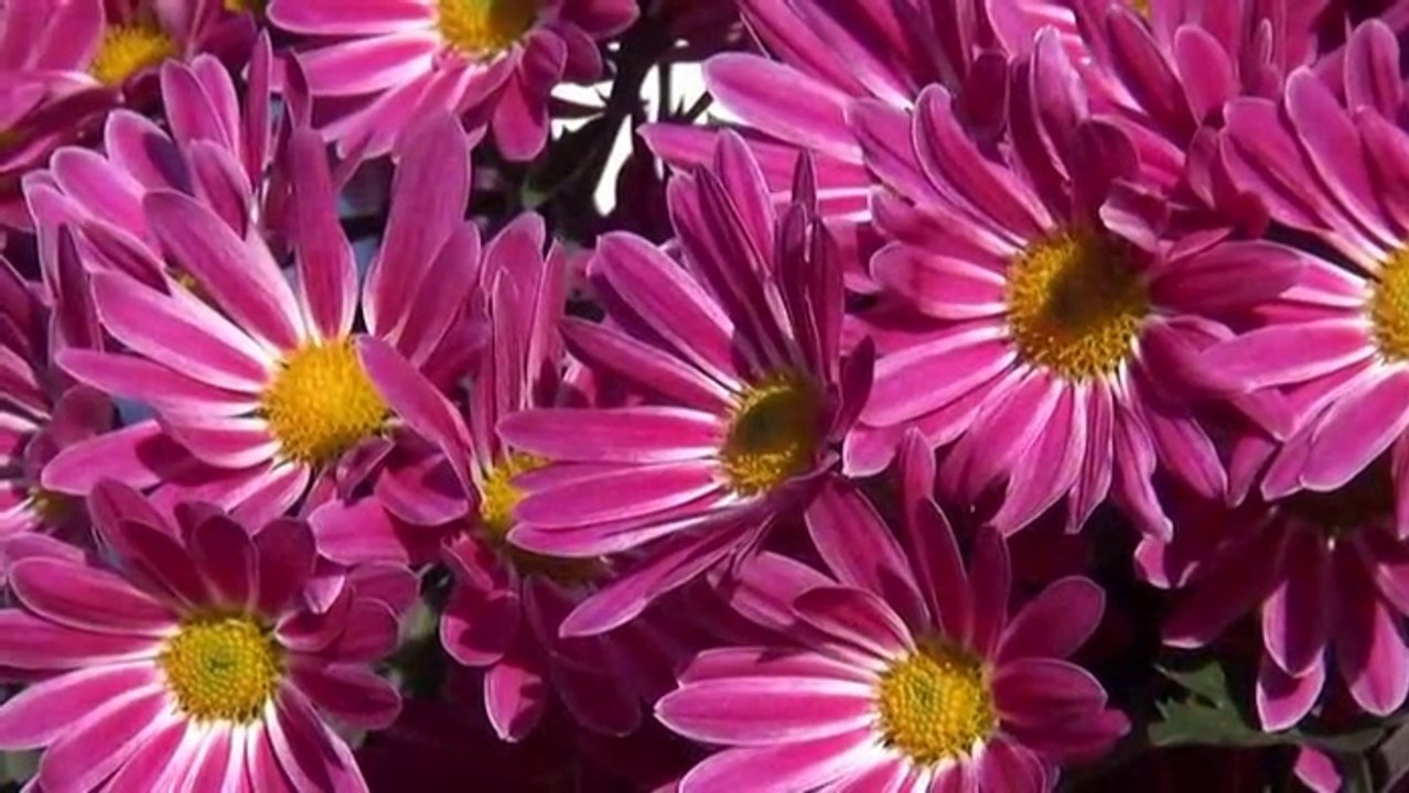 Chrysanthemen im Herbst