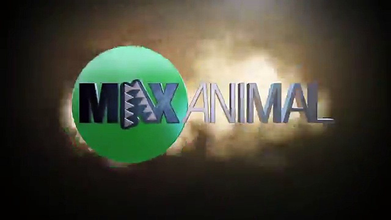 Un grizzly affronte 4 loup pour une carcasse de viande