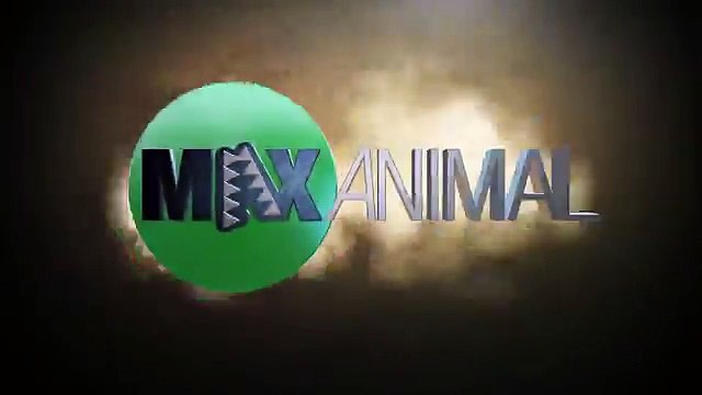 Un grizzly affronte 4 loup pour une carcasse de viande