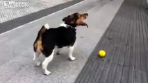 Mira cómo este perro se la ingenia para jugar solo con su pelota