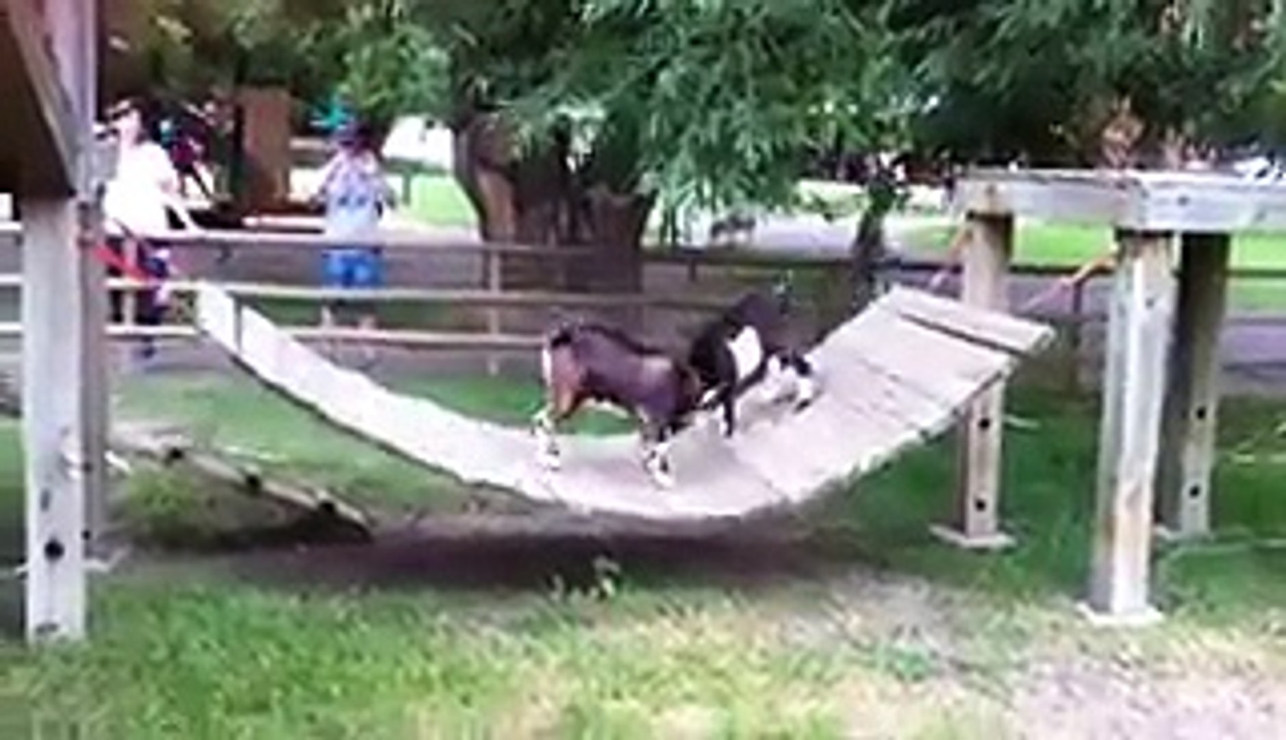 ⁣Goats Battle for Bridge Supremacy