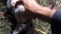 Cute little kittens CUTENESS OVERLOAD