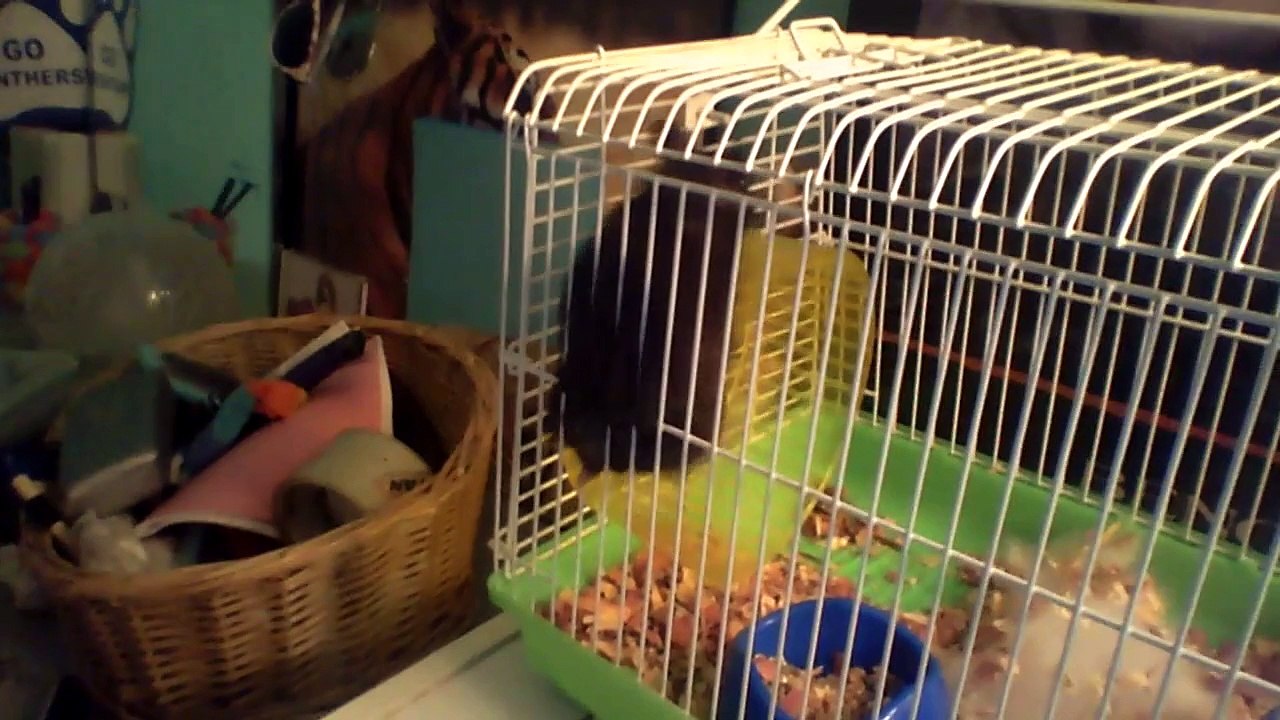 Hamster Can't Figure Out Wheel