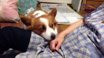 Dogs begging for more and more petting Funny dog compilation
