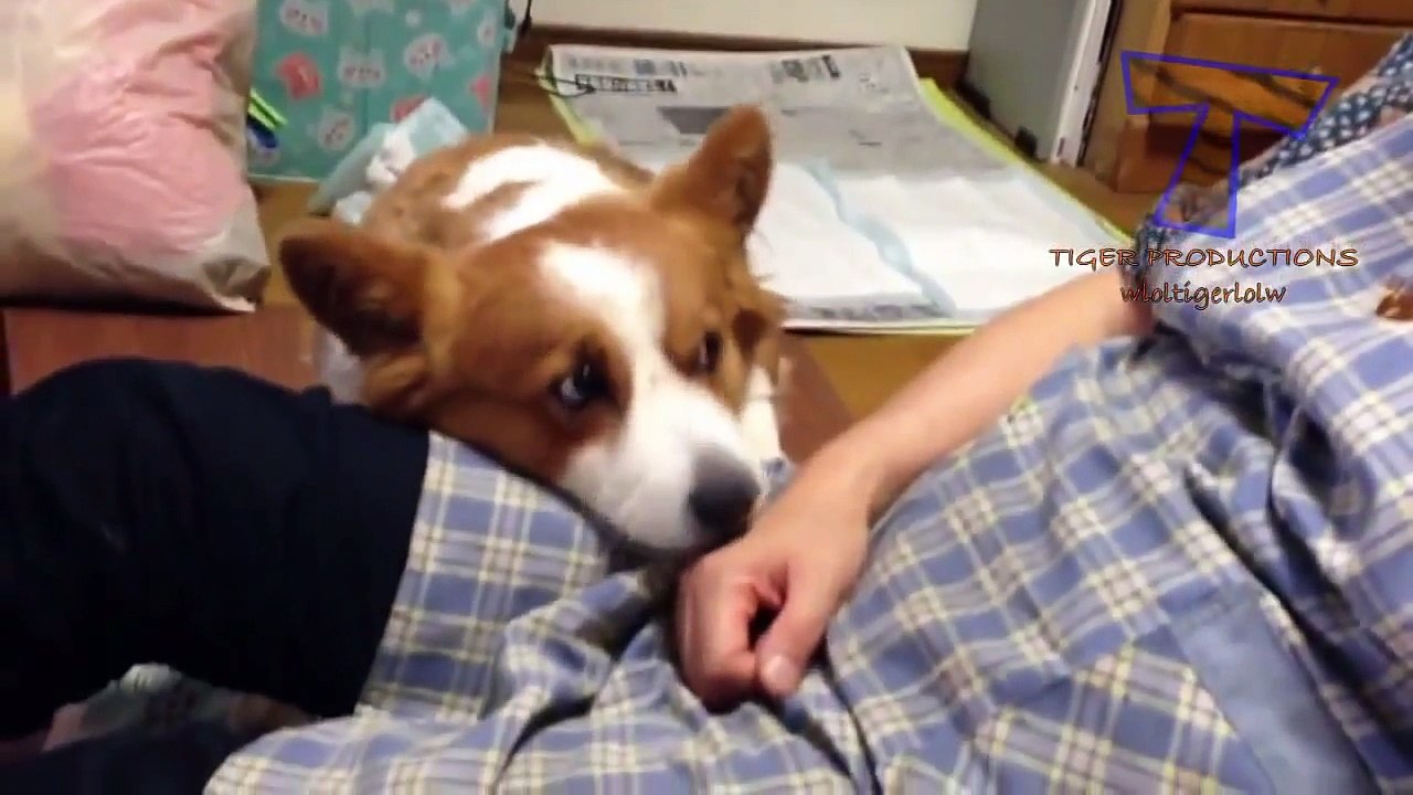 Dogs begging for more and more petting Funny dog compilation