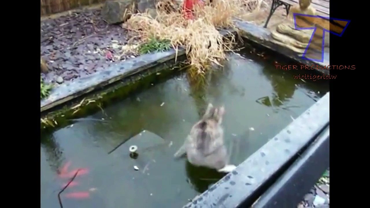 Funny animals having problems on ice Funny animal compilation