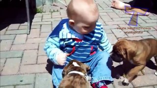 Funny babies annoying dogs Cute dog & baby compilation