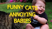 Funny cats annoying babies Cute cat & baby compilation