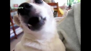Funny Dogs Funny Videos Funny Animals Videos Funny Dog Videos Compilation 2015 #1