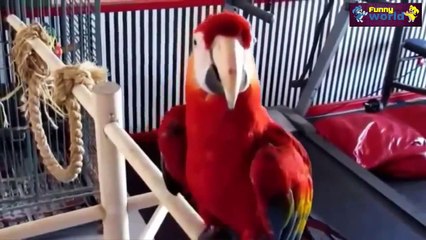 Funny Parrots Dancing Compilation 2015 Cute Owls 720p