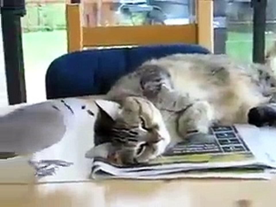 Funny clips bili or kabootar....:P