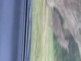 Kangaroo Hops Home With Driver