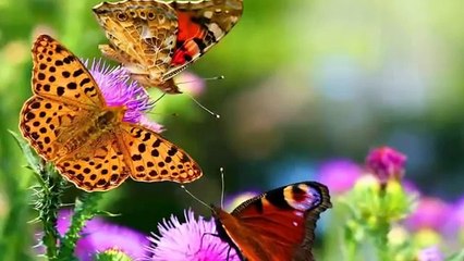 Khudadad Hamraz - Bar E Nakhostin H