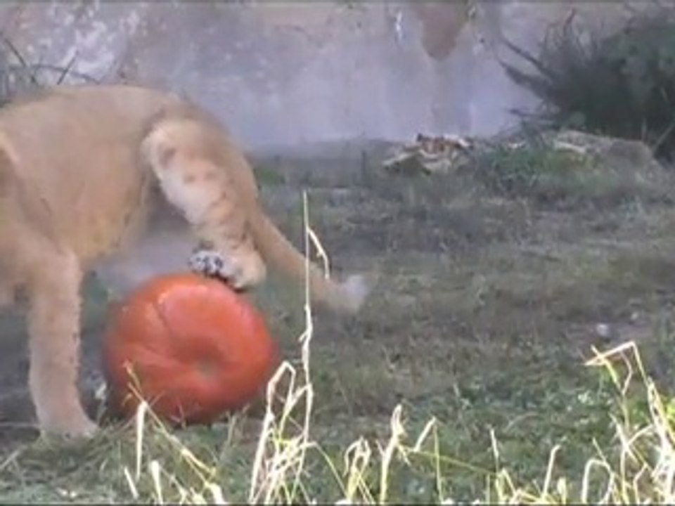Lion Cubs Pounce on a Pumpkin!