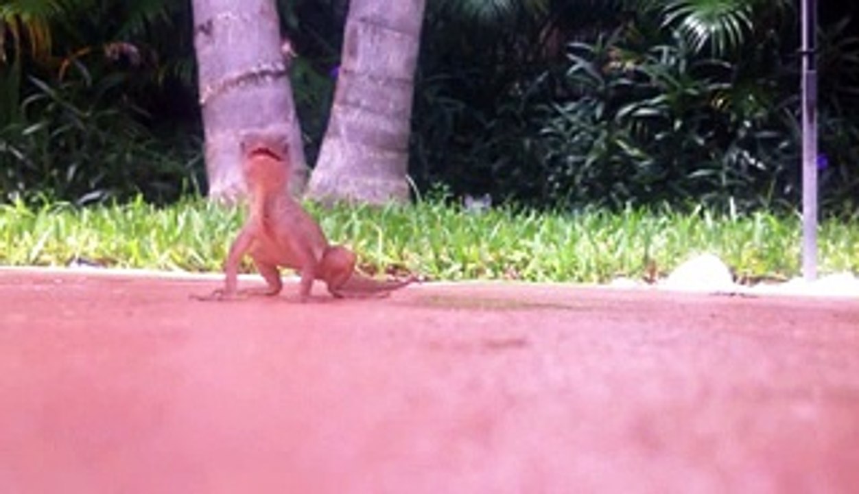 Lizard Eating Ants by the Pool