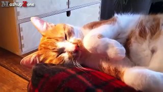 Funny Cat Videos Compilation 2015
