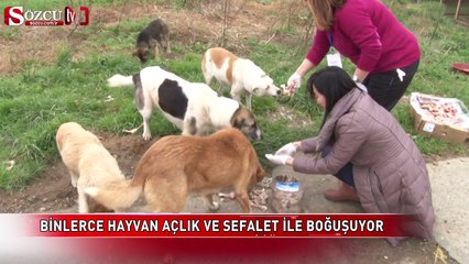 Şile Belediyesi'nin ölüm kampları