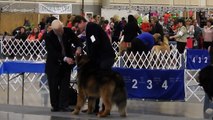 Best Of Breed, Tibetan Mastiff, Greater Clark County KC Dog Show - 12-6-14