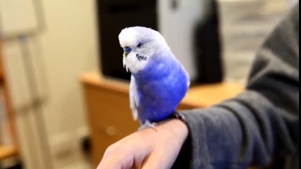 Bilgisayar Oyunu Gibi Öten Muahabbet Kuşu