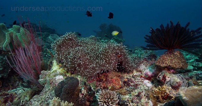 4K UltraHD underwater video stock footage Demo Reel UHD 2160p 60fps Undersea Realm in 4K