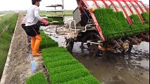 Amazing Video of Rice cultivation