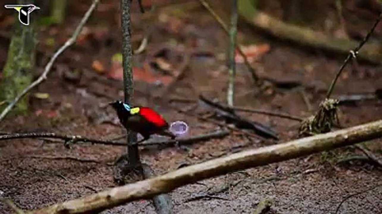 Beautiful bird